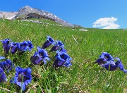 50 Gentiana clusii (Genziana di Clusius) su prati del Piancansaccio con vista su Capanna 2000